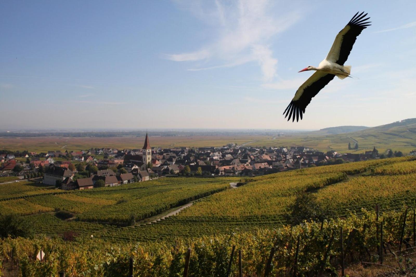 Les Chambres Du Vignoble Ammerschwihr Exterior photo